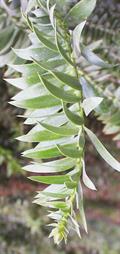 Araucaria bidwillii